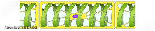 Green algea Spirogyra, structure photo