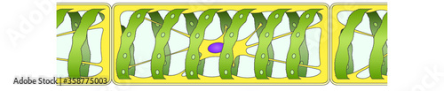 Green algea Spirogyra, structure