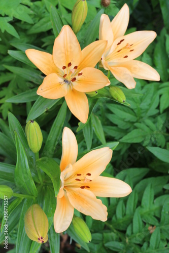 Tender apricot lilies bloom in the spring garden.