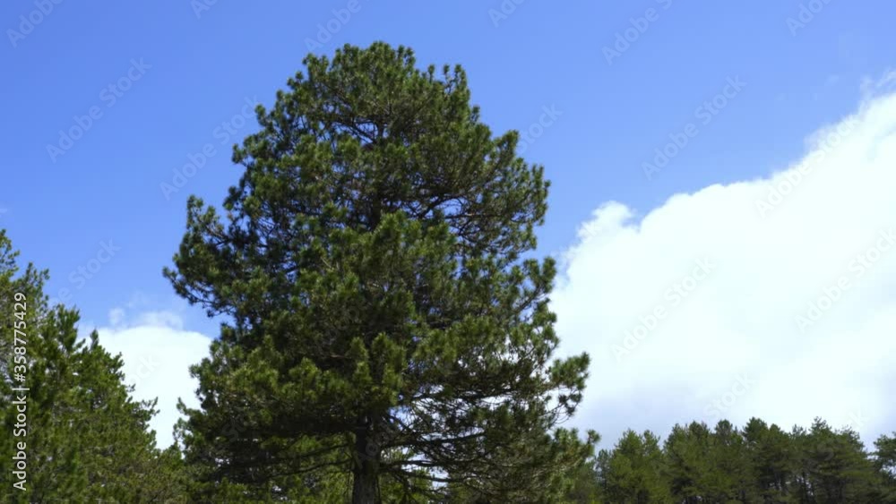 Pine tree with green needles on bright blue sky and white cloud background surrounded by meadow with wildflowers Pine tree with green needles on bright blue sky and white cloud background surrounded by meadow with wildflowers