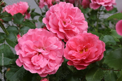  Delicate pink roses bloom on a bush in a spring garden