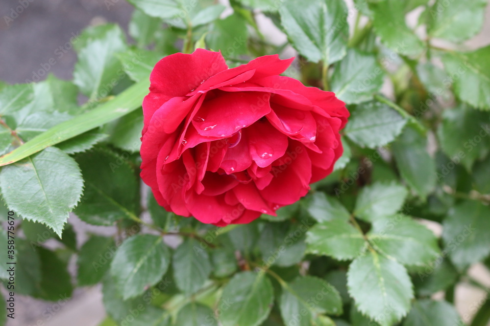 Delicate pink roses bloom on a bush in a spring garden
Delicate pink roses bloom on a bush in a spring garden