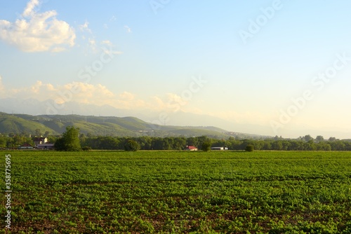 Green field, Alatau village, Almaty city. Panoramic landscape with mountains