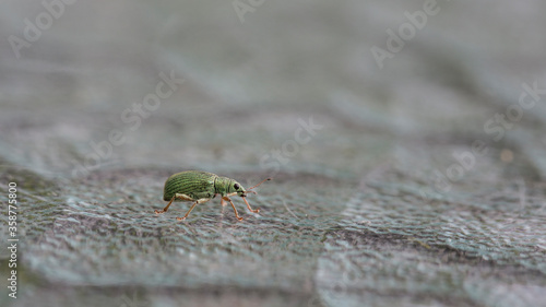 Green beetle, green weevil, Polydrusus photo