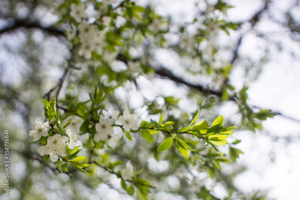 Flowers, cherry blossoms on the branches on a spring day. Beautiful spring background. Spring flowering in the garden wallpaper. Beautiful blossoming flowers of apple trees in the park. Flowers, cherry blossoms on the branches on a spring day. Beautiful spring background. Spring flowering in the garden wallpaper. Beautiful blossoming flowers of apple trees in the park.