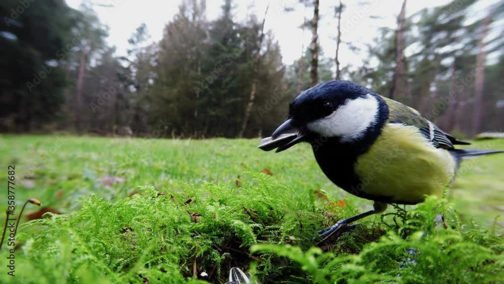 Great tit search feed in the forest, fisheye lens, gopro, winter, (parus major), germany