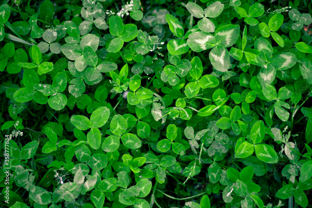 A clearing of three-leaf saturated green clover bringing good luck with other types of grass and transitions of light and shadow. A clearing of three-leaf saturated green clover bringing good luck with other types of grass and transitions of light and shadow.