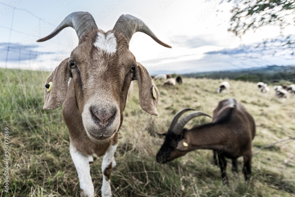 Neugierige Ziege Neugierige Ziege
