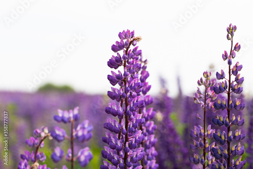 Field of purple lupins