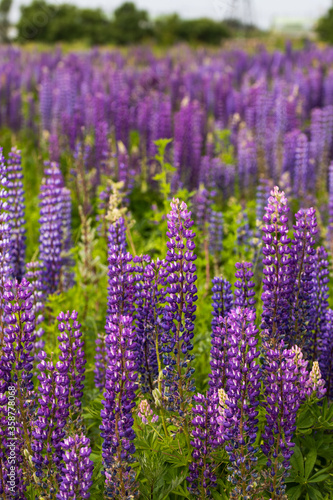 Field of purple lupins