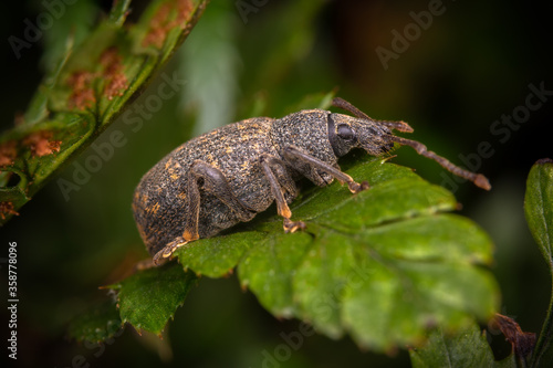 Black Vine Weevil (Otiorhynchus sulcatus