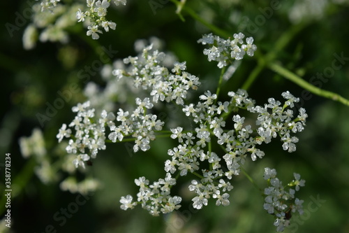 parsley plant flower in morning dew