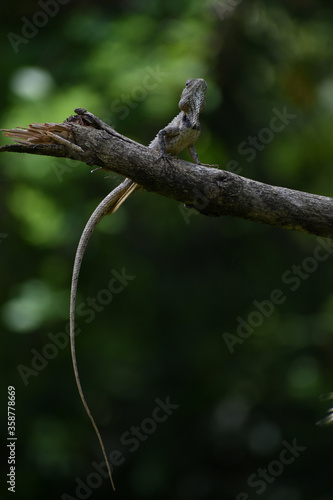Lizard in a broken branch with nice green bokeh background.