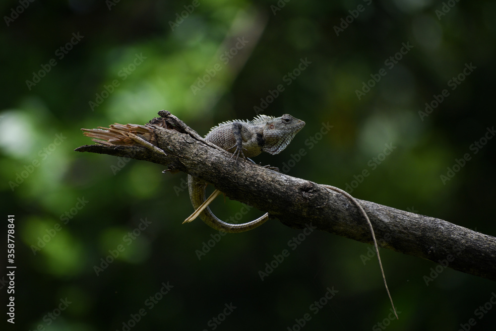 Lizard in a broken branch with nice green bokeh background. Lizard in a broken branch with nice green bokeh background.