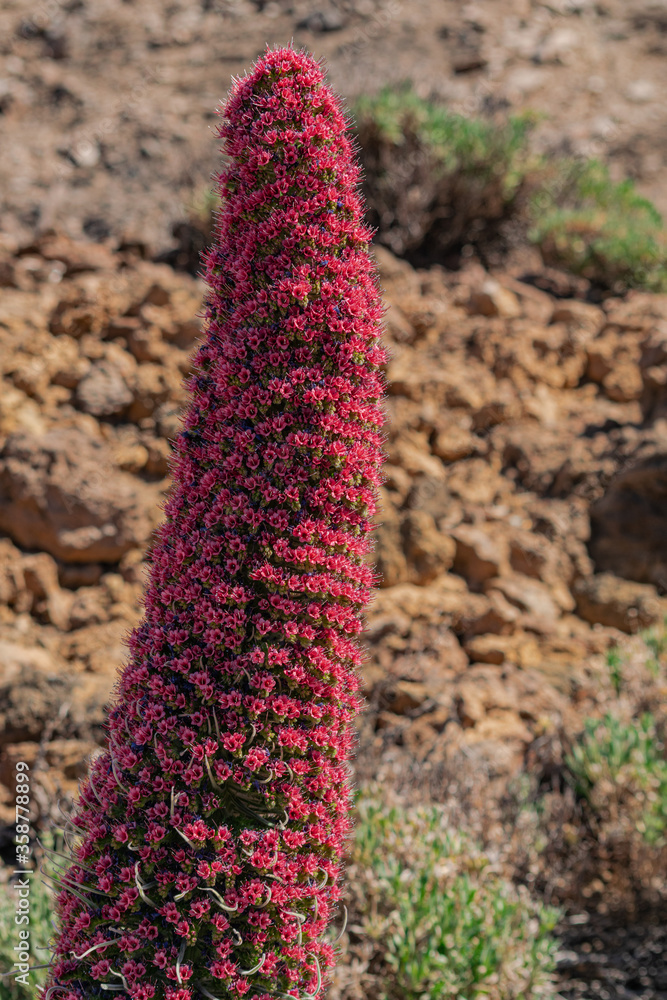 Mount Teide bugloss (Echium wildpretii), blooming close view Mount Teide bugloss (Echium wildpretii), blooming close view
