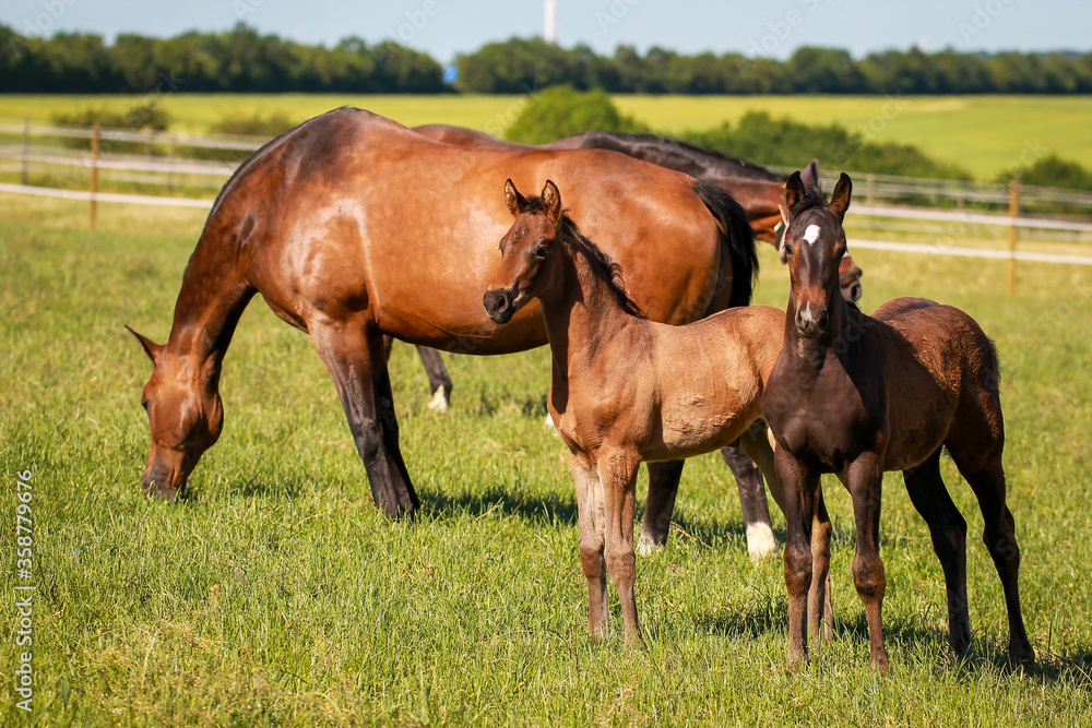 Two foals stand in front of the mare in the pasture and look intently at the camera.. Two foals stand in front of the mare in the pasture and look intently at the camera..