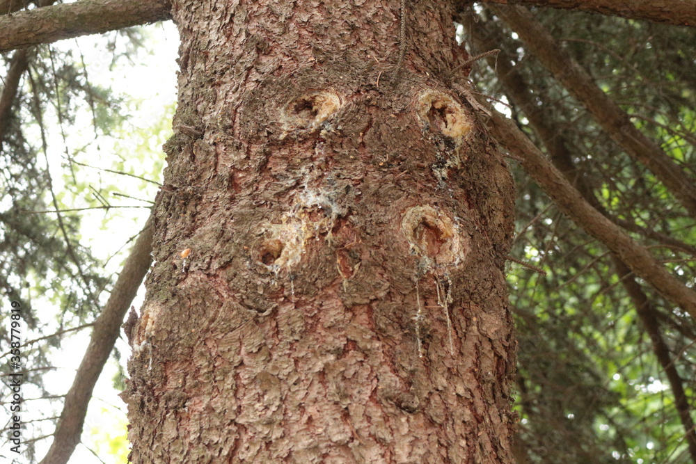 Resin flows down the trunk of a pine tree in spring
Resin flows down the trunk of a pine tree in spring