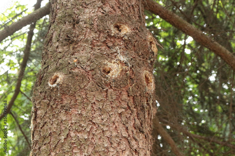 Resin flows down the trunk of a pine tree in spring
Resin flows down the trunk of a pine tree in spring