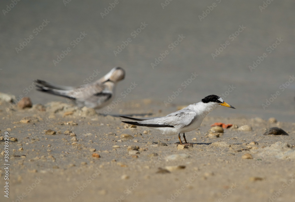 Saunders terns at Busaiteen coast, Bahrain Saunders terns at Busaiteen coast, Bahrain