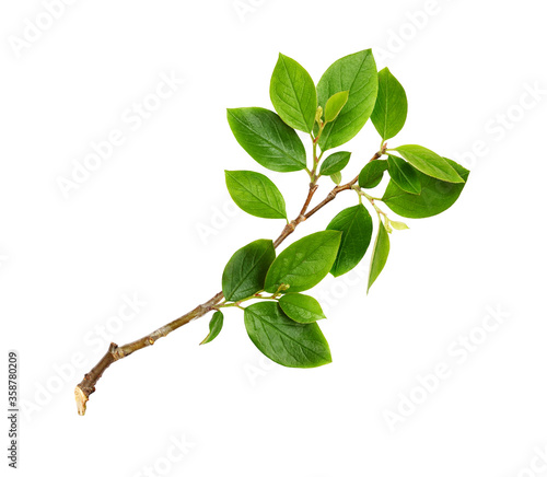 Twig with green leaves