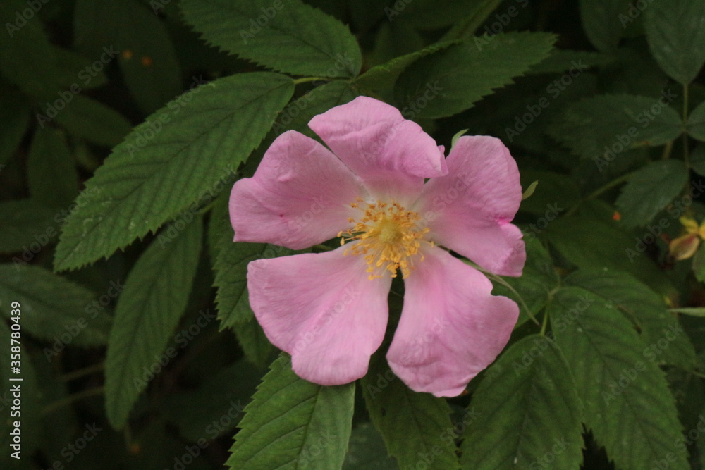 
Delicate pink roses bloom on a bush in a spring garden