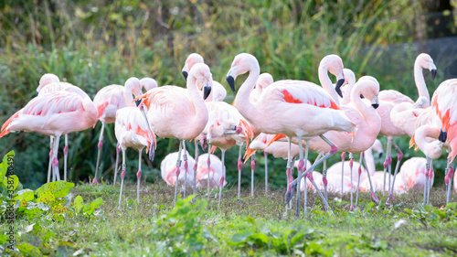 Flock  flamboyance  regiment  colony  of flamingos 