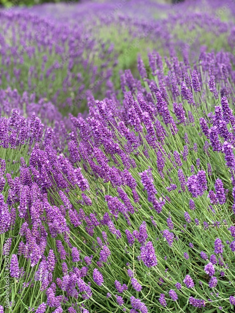 Obraz premium Lavendel