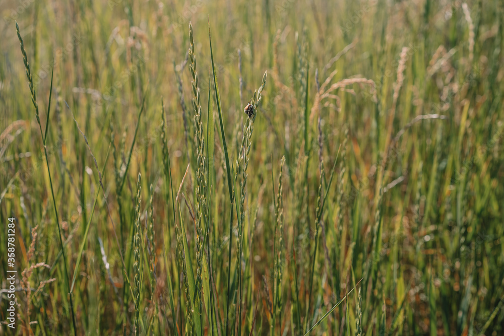 Wild flowers, tall grass with bugs on top Wild flowers, tall grass with bugs on top