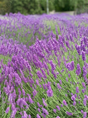 Lavendel