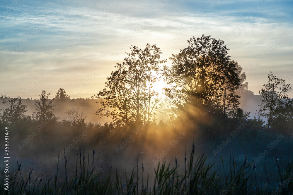 Sunlight penetrates tree branches during sunrise