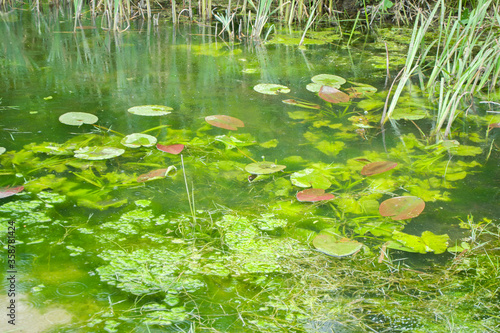 Fototapeta Water lily leaves growing in lake water.