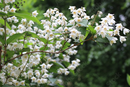 
White flowers with yellow stamens bloom on a bush in spring