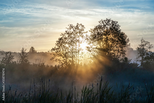 Sunlight penetrates tree branches during sunrise © Сергей Чирков