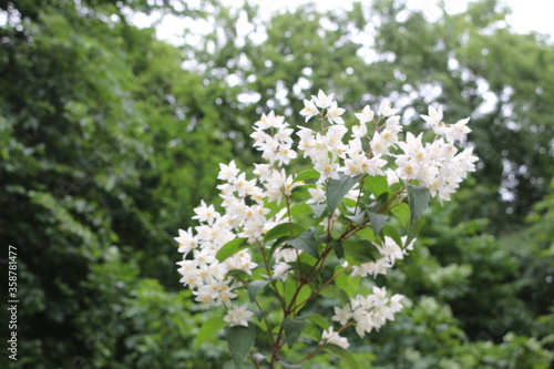 
White flowers with yellow stamens bloom on a bush in spring
