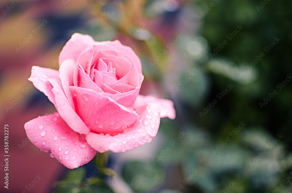 Beautiful fresh roses grow outdoors in the summer Beautiful fresh roses grow outdoors in the summer