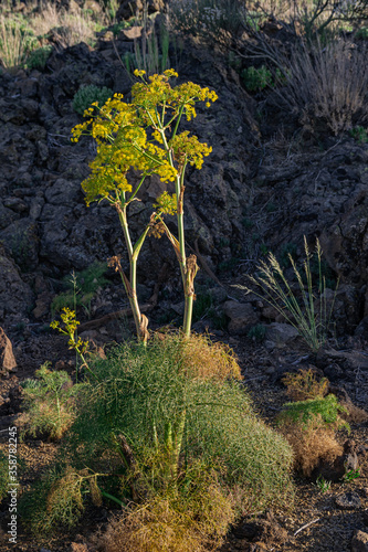 giant fennel  Ferula linkii   blooming in Ca  adas del Teide national park  Tenerife  Canary islands  Spain