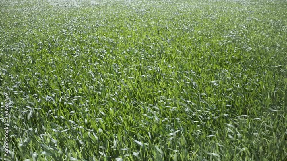 A gusty wind plays with green grass. Natural meadow grass slowly swayed by wind blow. The beautiful green swaying grass field is relaxing romantic. It waving along wind breeze. Green environment conce A gusty wind plays with green grass. Natural meadow grass slowly swayed by wind blow. The beautiful green swaying grass field is relaxing romantic. It waving along wind breeze. Green environment conce