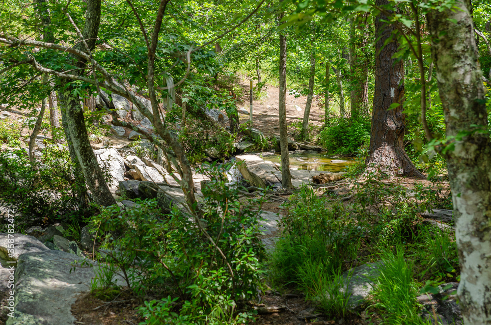 Fototapeta premium in the woods near the chinnabee silent trail, talladega national forest, cheaha mountain, alabama, usa