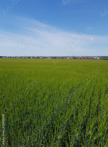 Green grass against blue sky