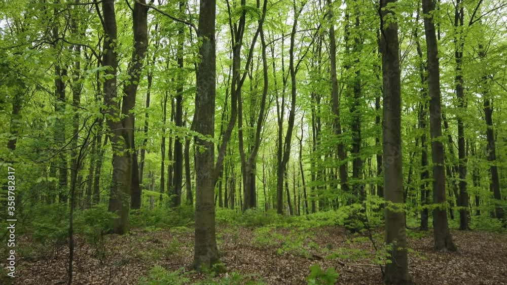 Forest bathing Shinrin-yoku in green lush spring forest, 4k video footage Forest bathing Shinrin-yoku in green lush spring forest, 4k video footage