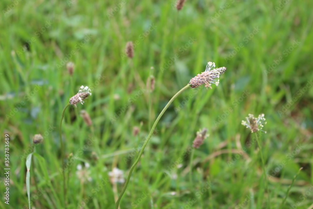 Plantain bloomed in the spring meadow
Plantain bloomed in the spring meadow