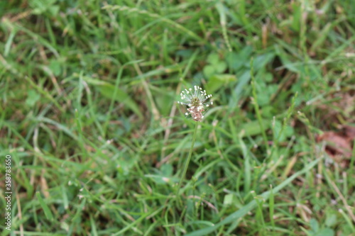  Plantain bloomed in the spring meadow