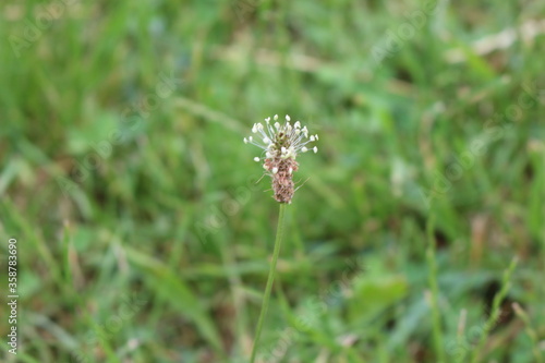 
Plantain bloomed in the spring meadow