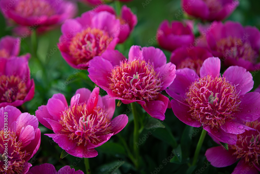 Obraz premium Group pink small expanded treelike peony close up