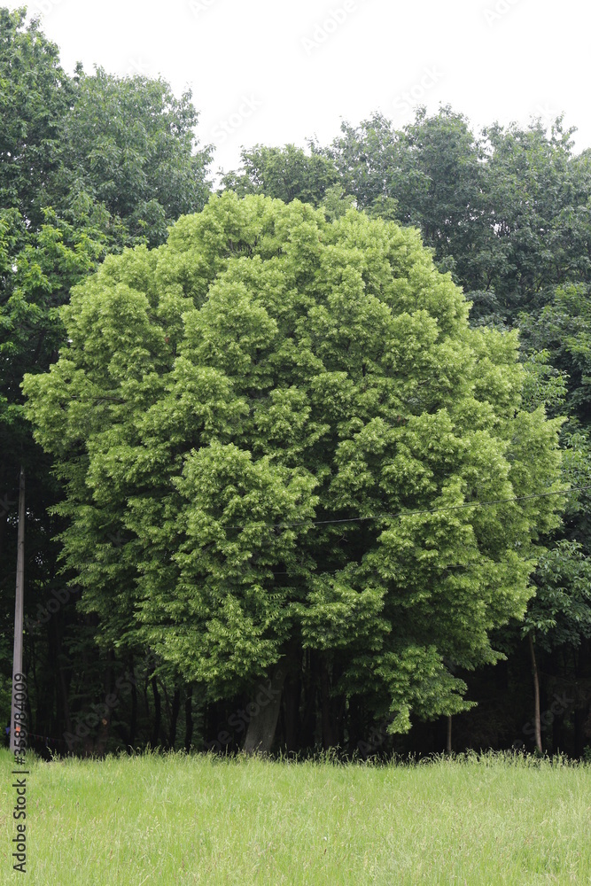 Obraz premium Yellow fluffy fragrant flowers blooming on a linden tree in summer in a park