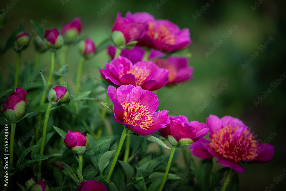 Pink small treelike peony flowers and buds close up in the morning 