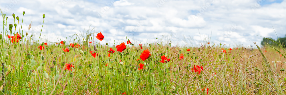 Wild red poppies and camomile on the green field in the north of France, Normandie. Bright flower blossom in June. Sunny day, blue sky, white clouds. Beautiful landscape. Banner Wild red poppies and camomile on the green field in the north of France, Normandie. Bright flower blossom in June. Sunny day, blue sky, white clouds. Beautiful landscape. Banner