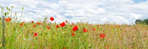 Wild red poppies and camomile on the green field in the north of France, Normandie. Bright flower blossom in June. Sunny day, blue sky, white clouds. Beautiful landscape. Banner