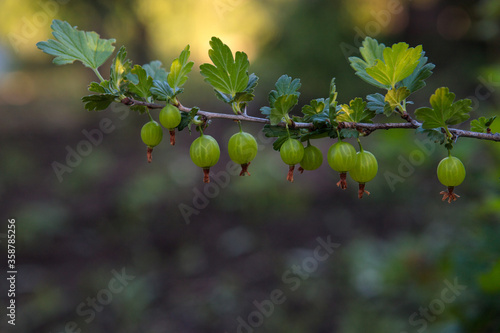Gooseberry branch with berries growing in the garden. Harvest. Nature. Natural product. Close-up