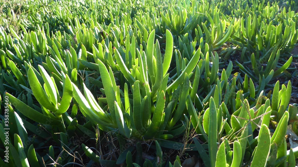 Fleshy, Triangular Leaves of Mesembryanthemum Succulents in Early Morning Sun Fleshy, Triangular Leaves of Mesembryanthemum Succulents in Early Morning Sun